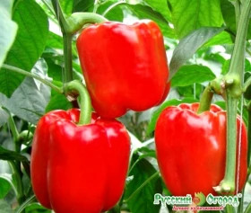 Калифорнийское чудо слад. 0,3гр Ц(Н)