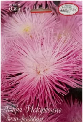 Астра Искушение бело-розовая  Каприс 20*0,5