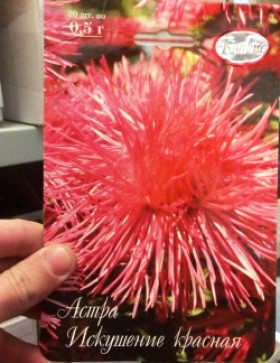 Астра Искушение красная Каприс 20*0,5