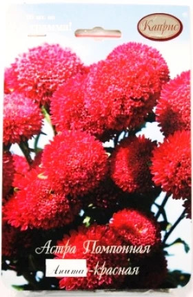Астра Анита Помпонная красная  Каприс 20*0,5