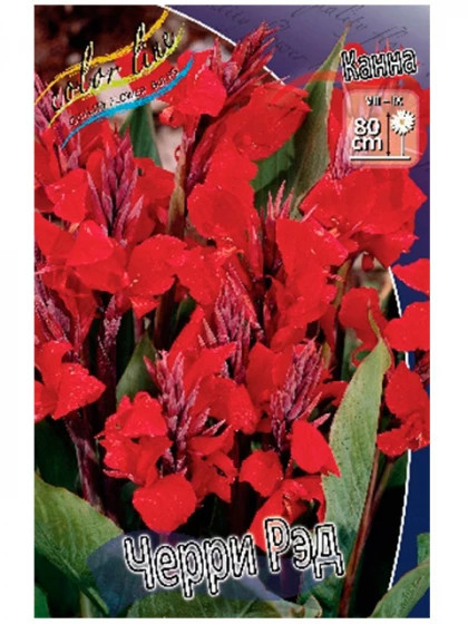 Черри Рэд (зел.л.) 1шт