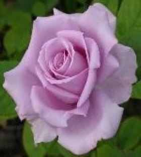 Си-Си (ЗКС) ЖИЛЯК