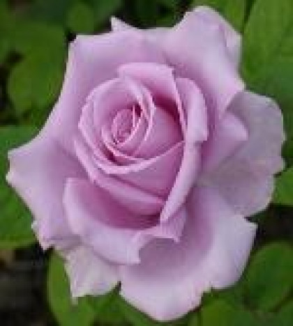 Си-Си (ЗКС) ЖИЛЯК