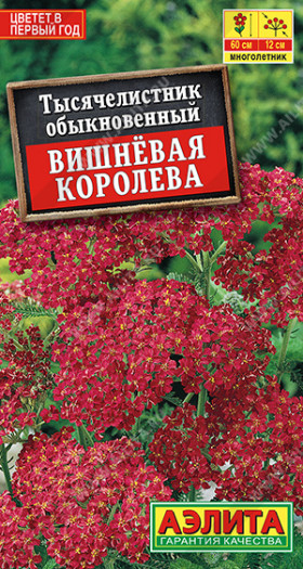 Вишневая королева Ц(А) (8616                     )