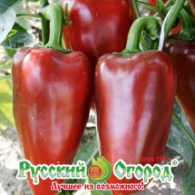 Волжанин Ц(Н)