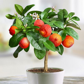 Лиметта Россо 1шт Поиск