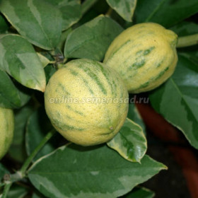 Лимон Вариегата 1шт Поиск