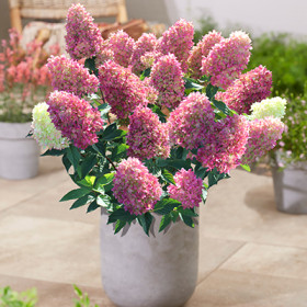 Ред Лайт 1шт Поиск