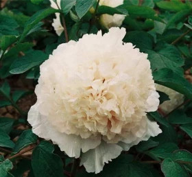 Нефритовае Принцесса 1шт Поиск