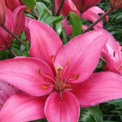 Ароза Джуел 12/14 аз. 7шт