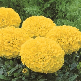 Бархатцы прямостоячие Антигуа (100шт) Еллоу