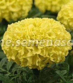 Бархатцы прямостоячие Тайшан (100шт) Еллоу