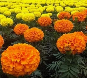 Бархатцы прямостоячие Тайшан (100шт) Микс