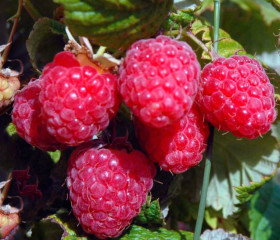 Гусар сред. красн. 1шт Поиск