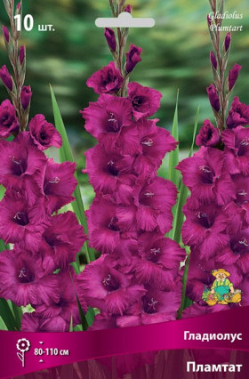 Пламтат 10шт Поиск