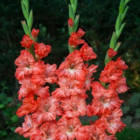 Тэдс Фриззл гофр 10/12 8шт