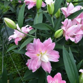 Акколейд (вост.махр) 12/14 5шт