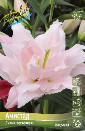 Амистад (вост махр) 12/14 5шт