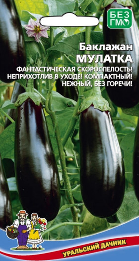 Мулатка Ц(УД) баклажан