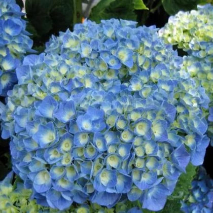 Блю Пауэр, р-р P12