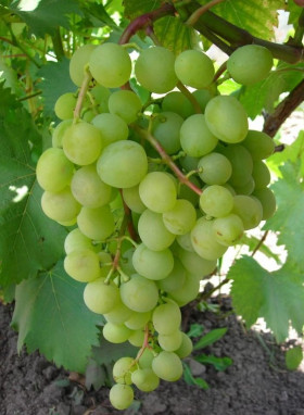 Белое Чудо (оя. ранний, белый, овальн, крупный) Поиск