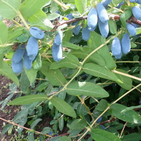 Нижегородская ранняя 1шт Поиск