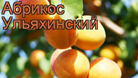 Ульяхинский 1шт Поиск