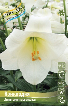 Конкордия 12/14 (лонг) 5шт