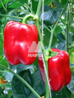 Пилигрим Киров