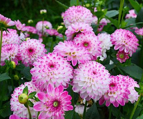 Пинк Иса\1шт