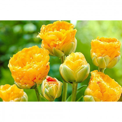 Дабл Бьюти ов Апелдорн (махр.поз.) 11-12, 10шт Поиск