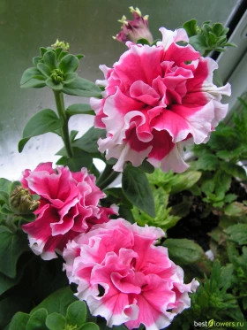 Пируэтт (100шт) Ред