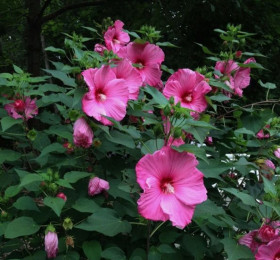 Плам Крейзи 1шт