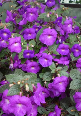 Пурпл (4 ризомы, пласт.бан.) 1шт