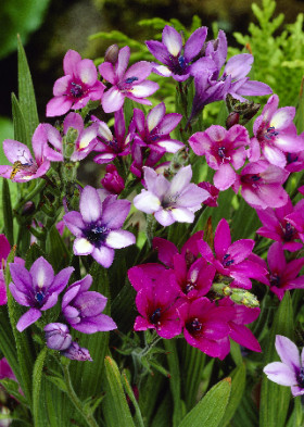 Нью (Кью) Гибридс смесь 10шт