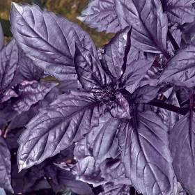 Философ 10г Гавриш