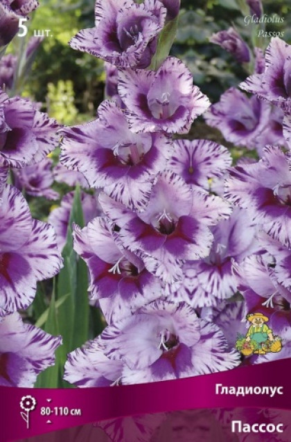 Пассос 10/12 5шт Поиск