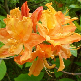 Голден Лайтс 1шт