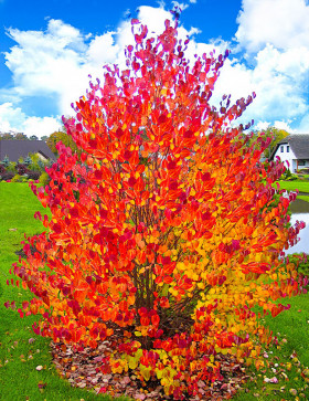 Японский 1шт