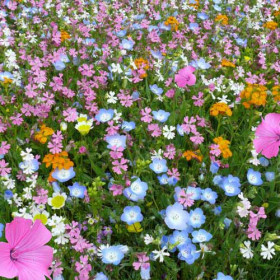 Восточный орнамент цветущий Ц(Н)