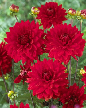 Гарден Уандер 1 шт