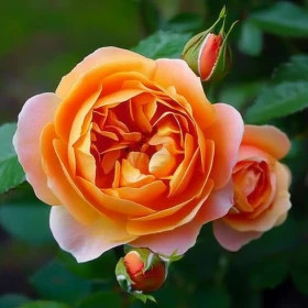 Пэт Остин (ЗКС) ЖИЛЯК