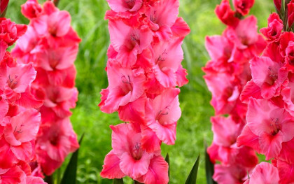 Титаник 10/12 8шт