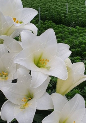 Шоу Ап 11/12 лонг 5шт