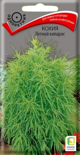 Летний кипарис Ц(Поиск)