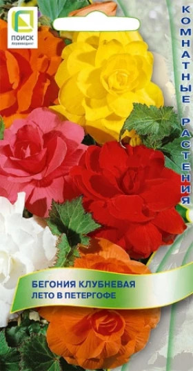 Лето в Петергофе клубневая Ц(Поиск)