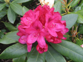 Нова Зембла (красн) Поиск