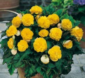 Нон Стоп Желтая 3шт