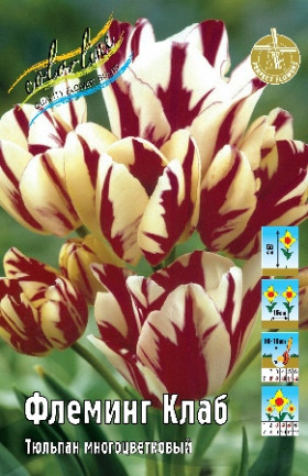 Флэминг Клаб 11/12 (мнгцв.) 7шт