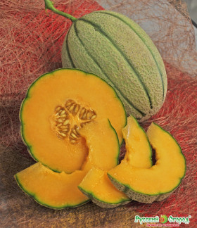 Канталупа Ц(Н)